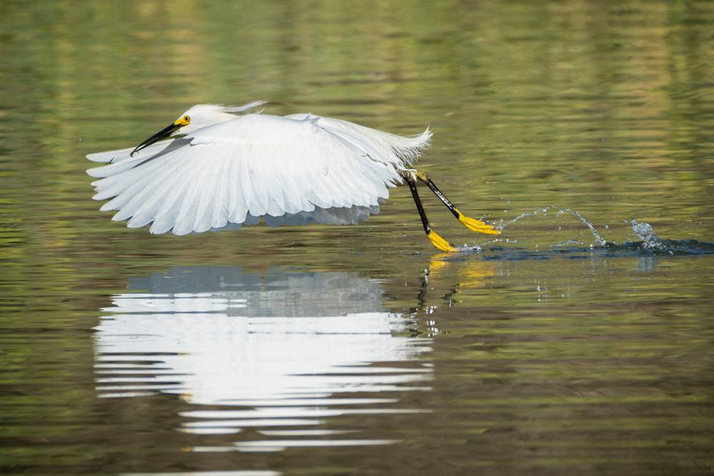 Egret Bird